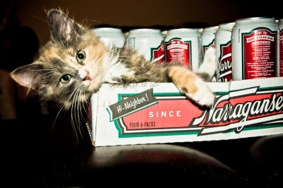 Pet Of The Week: The Six-Pack Cat